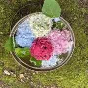 さぶれの画像
