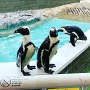 あゆの国の画像