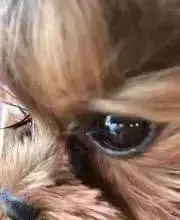 ヨーキー大好き♪pf見て⭐︎の画像