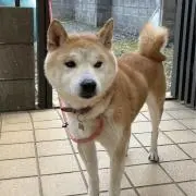 ありすの画像