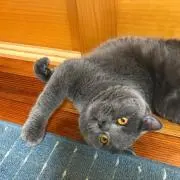 ヨッシーの画像