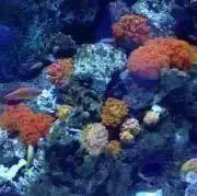 キラキラ☆*。の画像