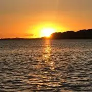 ビーの画像