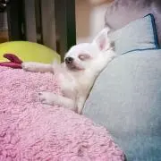 ryuの画像