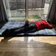 ヒナの画像