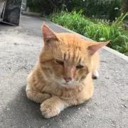 きなこ丸