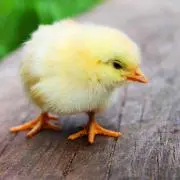 h_y_s