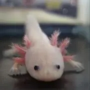 ウニャルパ