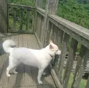 しろいぬ ゆりね