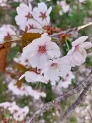 いくらの画像