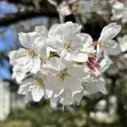 咲良(まとめ買い希望はプロフ見て下さい)の画像