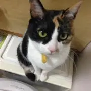 もいもい