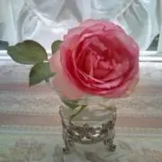 ivyrose_gardenの画像