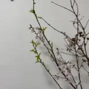 Ca’sMamaの画像