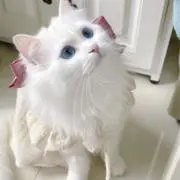ここ