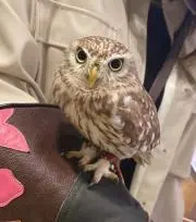 くろわの画像