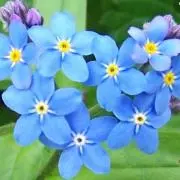 わすれなぐさ
