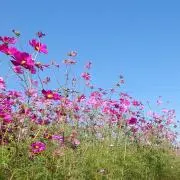 さくの画像