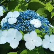 Pの画像