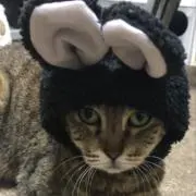きてい