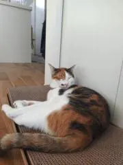 UGOの画像