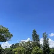 いちごの画像