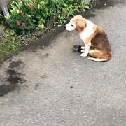 アイガーの画像