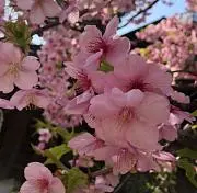 まゆの画像