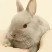 R.A()の画像