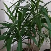 リボン。。の画像