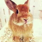詩☆花の画像