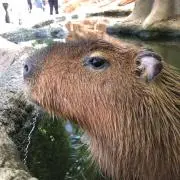どめ丸。の画像