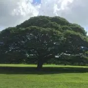 しの画像