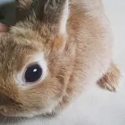 belleの画像