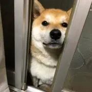 KSの画像
