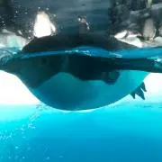 ぺんぎんの画像