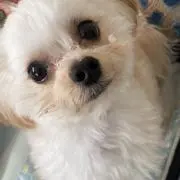 どっすんこの画像
