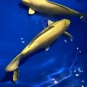 Bondの画像