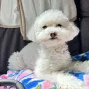 クランの画像
