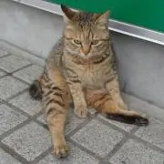 すかい