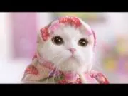 ようようの画像