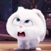 Rの画像