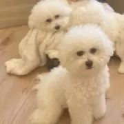 Mの画像