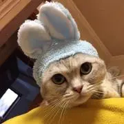 ぱむかなの画像