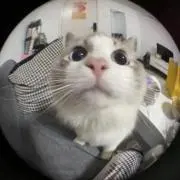 ねこの画像