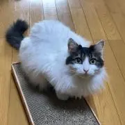 え