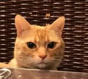 ロゼの画像
