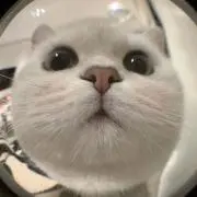 yyyの画像