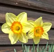 もこちゃんの画像