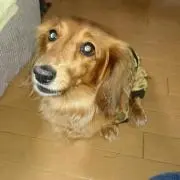 ritorito